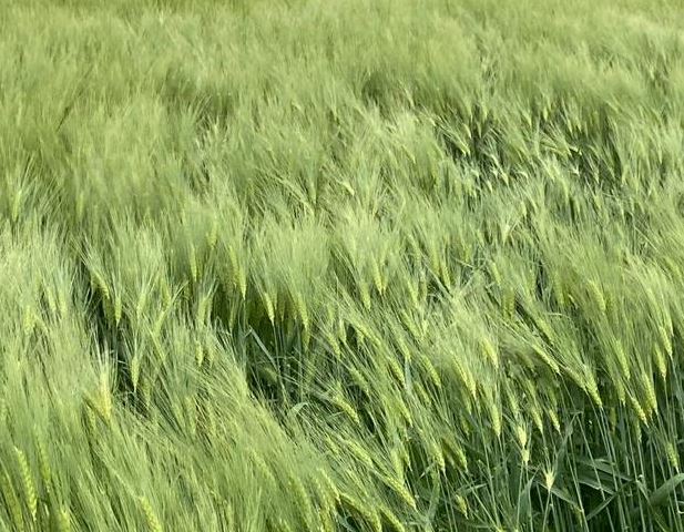 Arpada Kuraklığa Dayanıklı Çeşitler: Bölgenize Göre Öneriler