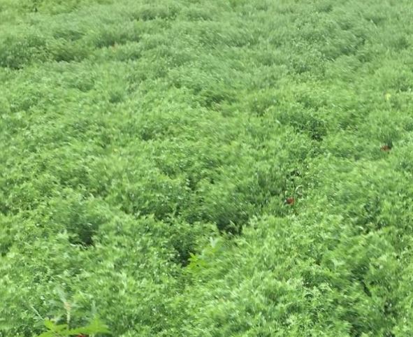 Nohut ve Mercimekte Ekim Öncesi Kalibrasyon ve İlaçlama